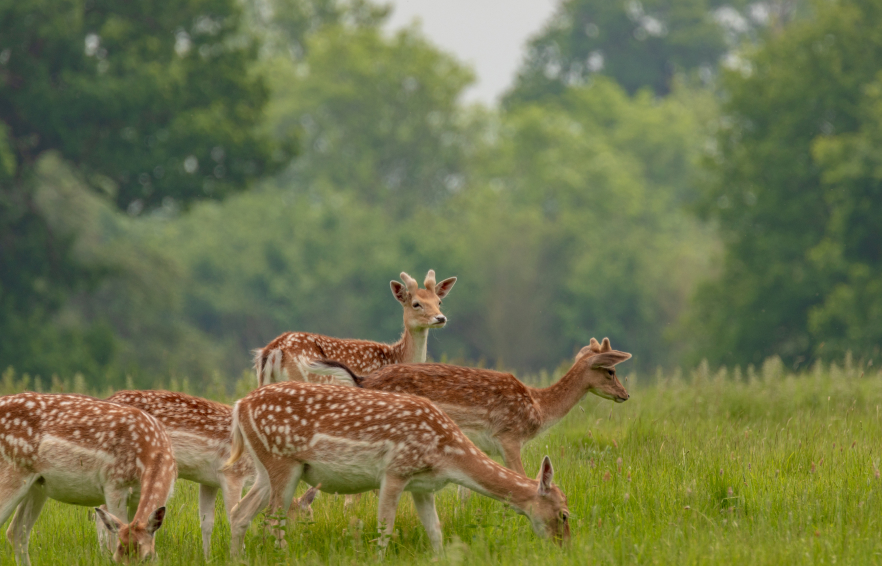 MAIN THINGS TO DO Carousel Desktop Walks Carousel