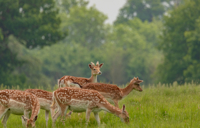 MAIN THINGS TO DO Carousel Desktop Walks Carousel