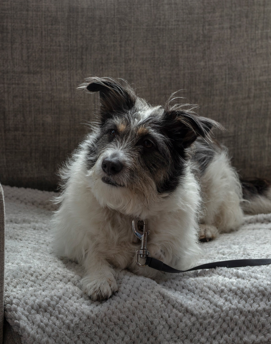 DOG FRIENDLY Crosssell Desktop