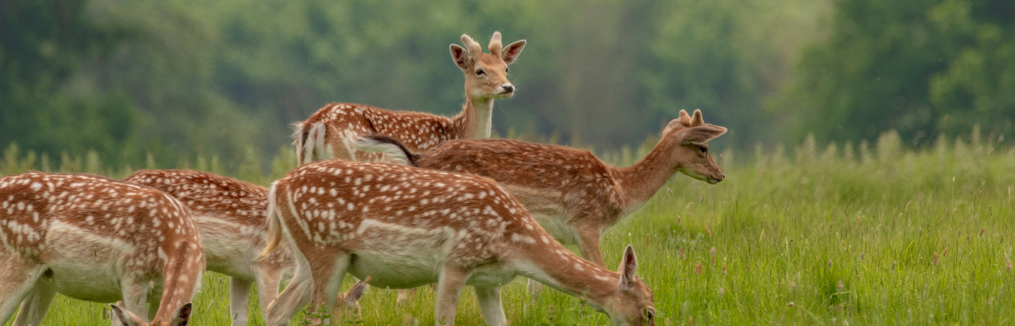 MAIN THINGS TO DO Inner Desktop Walks Banner